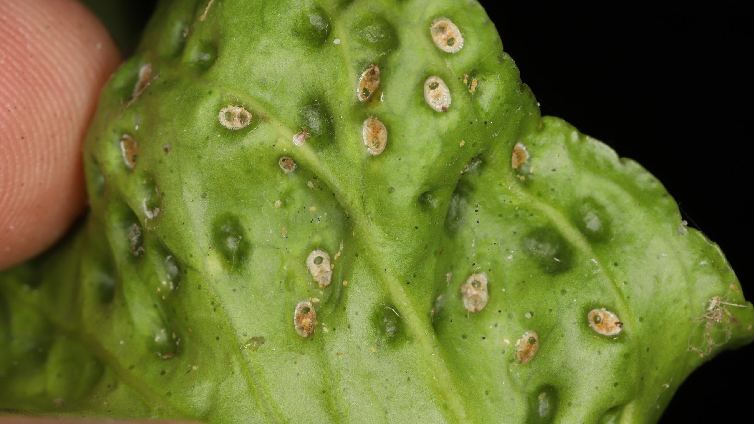 huang Ninfas de Trioza erytreae parasitadas por Tamarixia dryi en campo.JPG